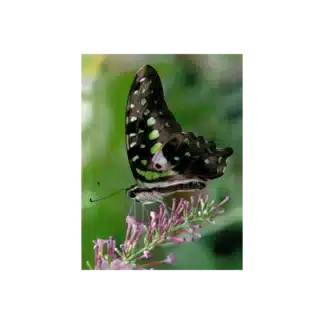 Butterfly Greeting Card