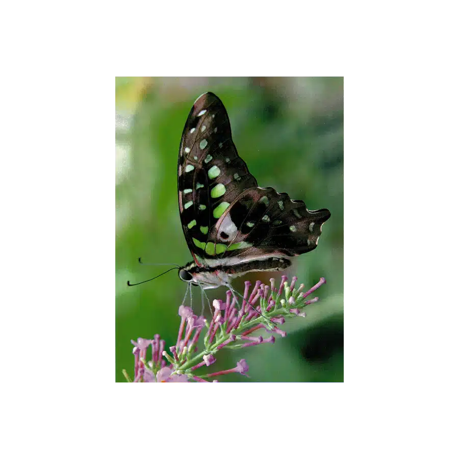 Butterfly Greeting Card